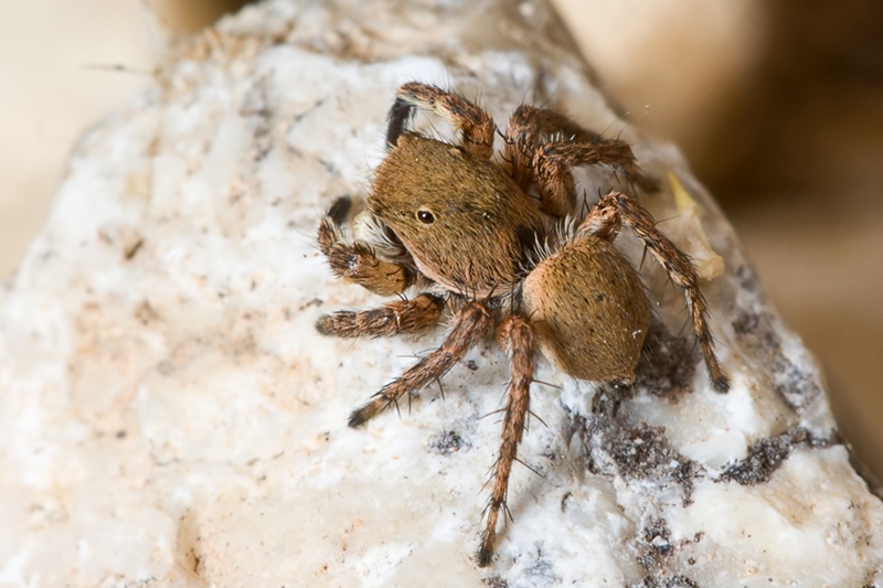 Aelurillus cf. schembrii